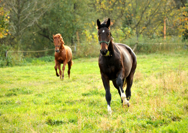 Unsere Zweijhrigen - Hmelschenburg im Oktober 2013, Foto: Beate Langels, Trakehner Gestt Hmelschenburg - Beate Langels