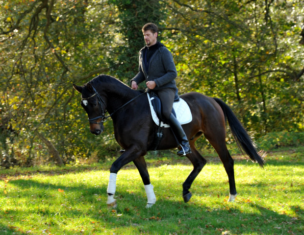 3-jhriger von Shavalou x Manhattan - Hmelschenburg im Oktober 2013, Foto: Beate Langels, Trakehner Gestt Hmelschenburg - Beate Langels