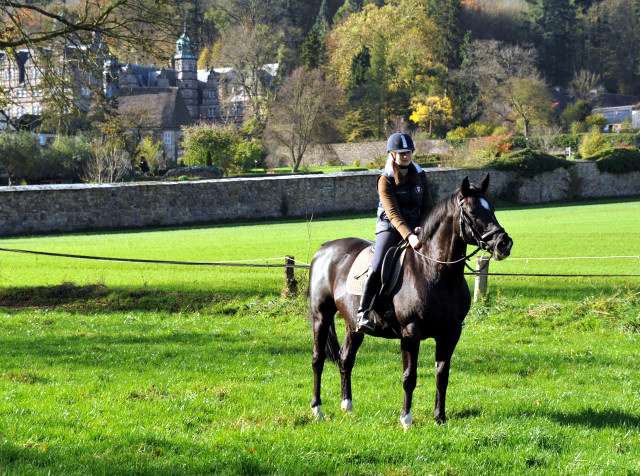 Schwalbenflair und Pia - Hmelschenburg im Oktober 2013, Foto: Beate Langels, Trakehner Gestt Hmelschenburg - Beate Langels
