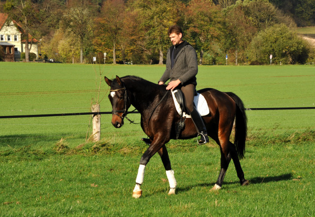 3-jhriger von Shavalou x Manhattan - Hmelschenburg im Oktober 2013, Foto: Beate Langels, Trakehner Gestt Hmelschenburg - Beate Langels
