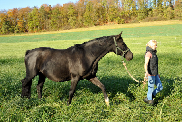 Prmien- und Staatsprmienstute Vittoria v. Exclusiv - Hmelschenburg im Oktober 2013, Foto: Beate Langels, Trakehner Gestt Hmelschenburg - Beate Langels