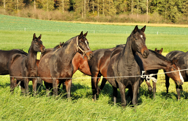 Unsere Schwalben: v.li.n.re: Schwalbensage, Schwalbenfeder und Schwalbenspiel - Hmelschenburg im Oktober 2013, Foto: Beate Langels, Trakehner Gestt Hmelschenburg - Beate Langels