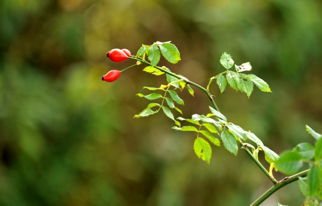 Hmelschenburg im Oktober 2013, Foto: Beate Langels, Trakehner Gestt Hmelschenburg - Beate Langels