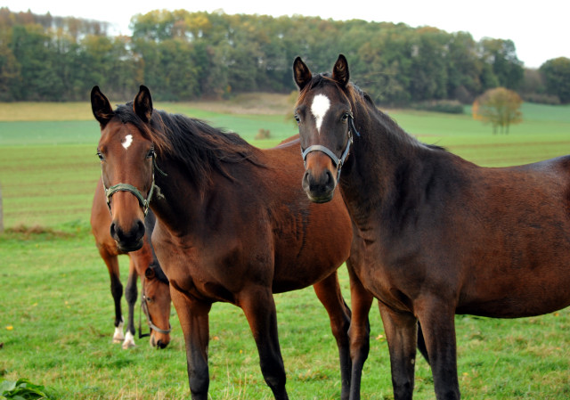 Hmelschenburg im Oktober 2013, Foto: Beate Langels, Trakehner Gestt Hmelschenburg - Beate Langels