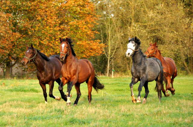 Unsere Zweijhrigen - Hmelschenburg im Oktober 2013, Foto: Beate Langels, Trakehner Gestt Hmelschenburg - Beate Langels