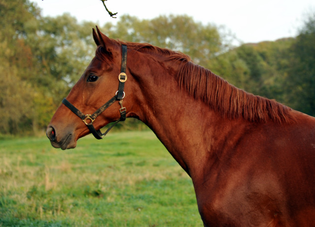 Tudor von Iskander - Hmelschenburg im Oktober 2013, Foto: Beate Langels, Trakehner Gestt Hmelschenburg - Beate Langels