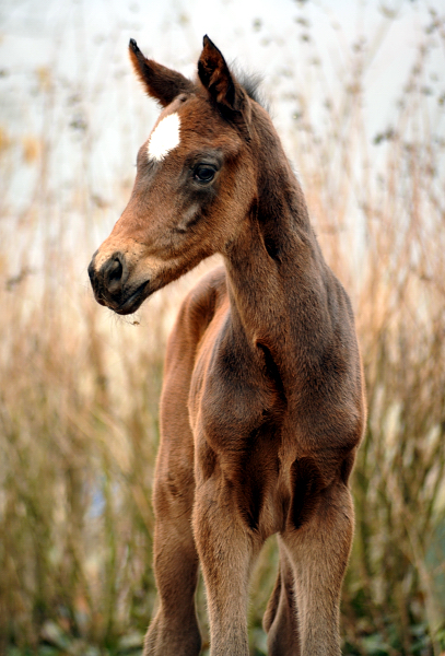 26 Stunden alt: Valentine - Trakehner Stutfohlen von High Motion u.d. Elitestute Vicenza v. Showmaster - Foto: Beate Langels - Trakehner Gestt Hmelschenburg