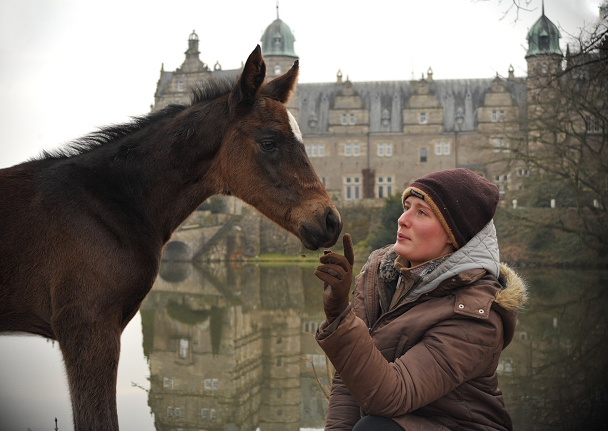 26 Stunden alt: Valentine - Trakehner Stutfohlen von High Motion u.d. Elitestute Vicenza v. Showmaster - Foto: Beate Langels - Trakehner Gestt Hmelschenburg