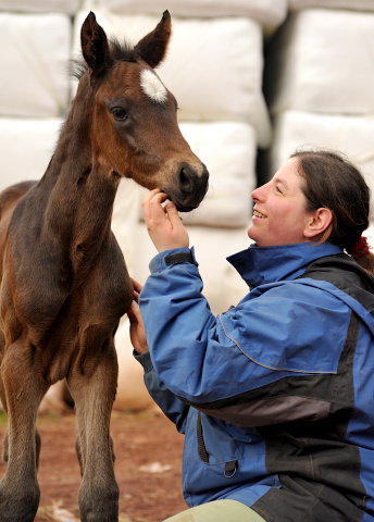 26 Stunden alt: Valentine - Trakehner Stutfohlen von High Motion u.d. Elitestute Vicenza v. Showmaster - Foto: Beate Langels - Trakehner Gestt Hmelschenburg