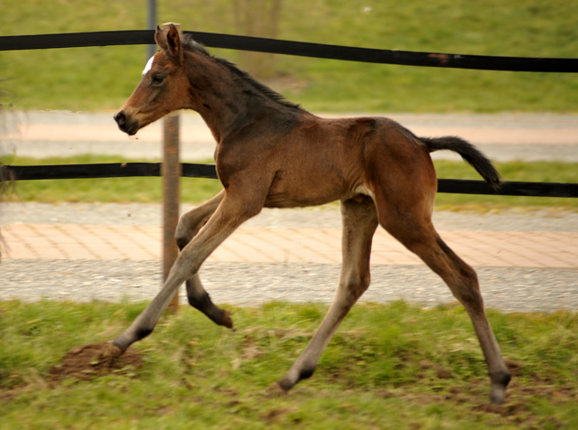 26 Stunden alt: Valentine - Trakehner Stutfohlen von High Motion u.d. Elitestute Vicenza v. Showmaster - Foto: Beate Langels - Trakehner Gestt Hmelschenburg