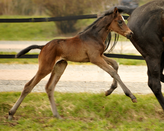 26 Stunden alt: Valentine - Trakehner Stutfohlen von High Motion u.d. Elitestute Vicenza v. Showmaster - Foto: Beate Langels - Trakehner Gestt Hmelschenburg