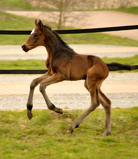 26 Stunden alt: Valentine - Trakehner Stutfohlen von High Motion u.d. Elitestute Vicenza v. Showmaster - Foto: Beate Langels - Trakehner Gestt Hmelschenburg