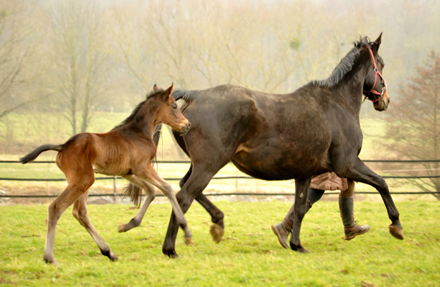 26 Stunden alt: Valentine - Trakehner Stutfohlen von High Motion u.d. Elitestute Vicenza v. Showmaster - Foto: Beate Langels - Trakehner Gestt Hmelschenburg