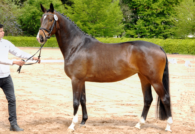 Daya Temi von Saint Cyr und Katniss Everdeen v. Saint Cyr - Gestt Schplitz - copyright Kiki Oellrich, Trakehner Gestt Hmelschenburg