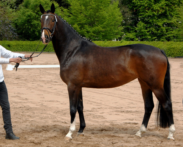 Daya Temi von Saint Cyr und Katniss Everdeen v. Saint Cyr - Gestt Schplitz - copyright Kiki Oellrich, Trakehner Gestt Hmelschenburg