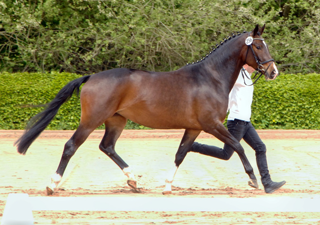 Daya Temi von Saint Cyr und Katniss Everdeen v. Saint Cyr - Gestt Schplitz - copyright Kiki Oellrich, Trakehner Gestt Hmelschenburg