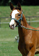 Stutfohlen von Freudenfest u.d. Sareiken II v. Tycoon, Zchter: Gestt Siebert-Jung