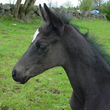 Stutfohlen von Kostolany, Foto: Udo Kemna