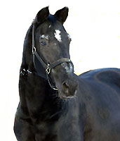 Kostolany vollendet das 26. Lebensjahr
