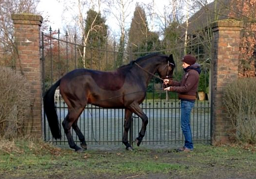 Trakehner Hengstfohlen von Showmaster u.d. Pr. u. StPrSt. Hillery v. Mnchhausen - Foto: Beate Langels, Gestt Hmelschenburg