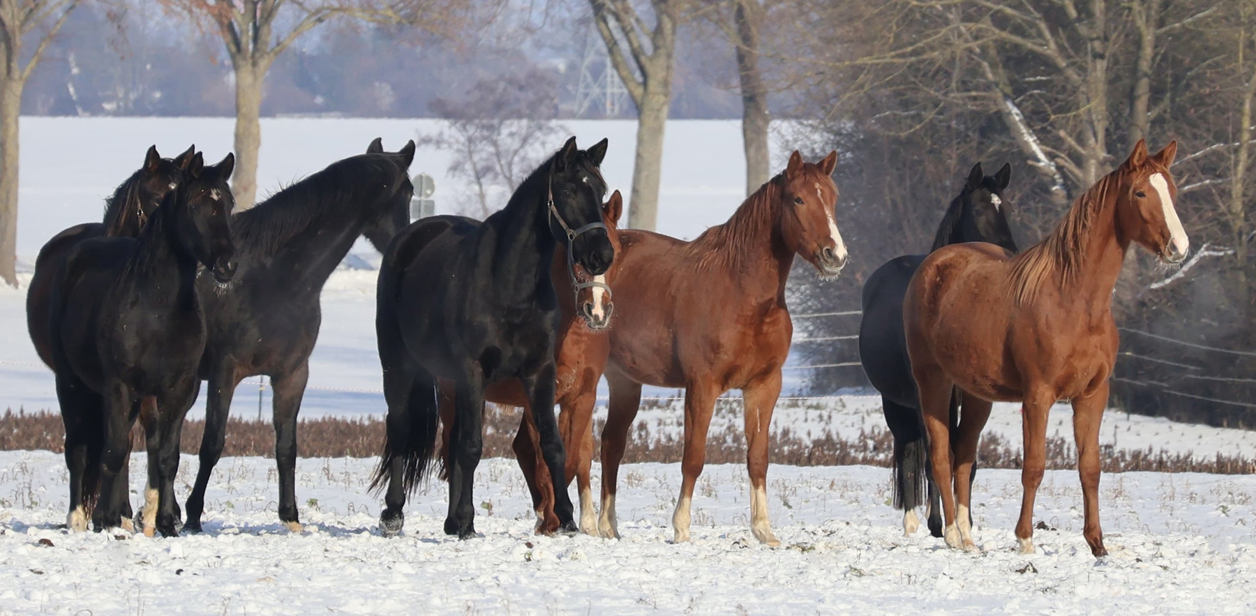 Impressionen - Januar 2026 - Trakehner Gest�t H�melschenburg  - Foto: Beate Langels
