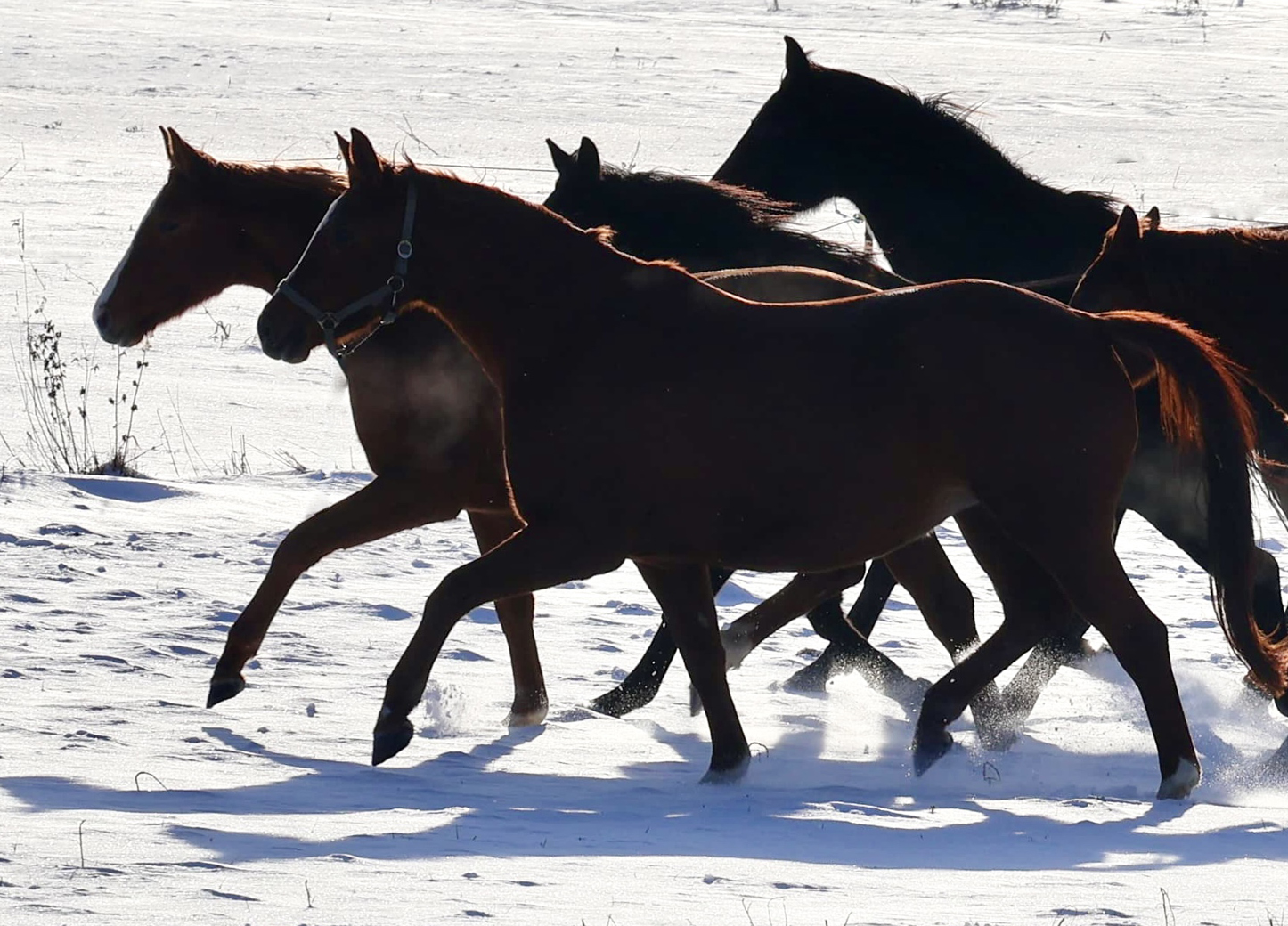 Trakehner und Oldenburger Nachwuchsstuten auf der Feldweide - Trakehner Gest�t H�melschenburg - Beate Langels - Foto Sabine Beyer