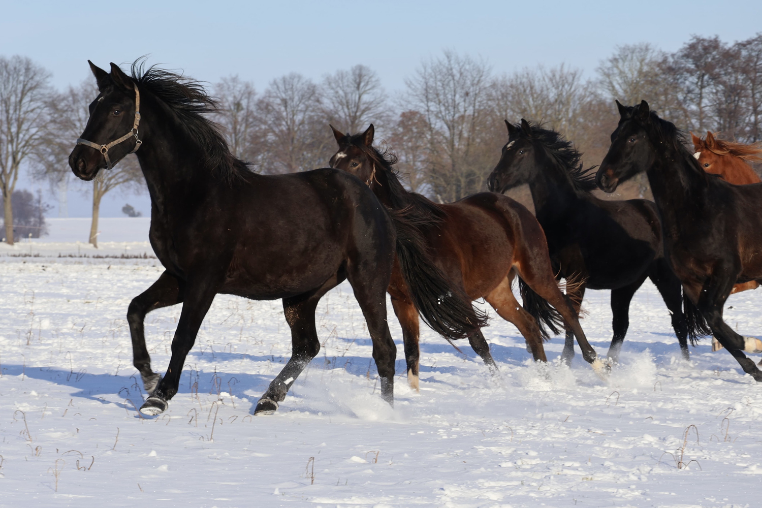 Trakehner und Oldenburger Nachwuchsstuten auf der Feldweide - Trakehner Gest�t H�melschenburg - Beate Langels - Foto Sabine Beyer