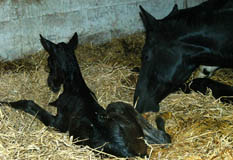 Frisch auf der Welt: Hengstfohlen von Summertime u.d. Thirica v. Enrico Caruso