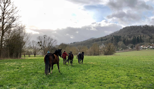 Es geht in den Stall - 11. Februar 2020 - Trakehner Gestt Hmelschenburg - Beate Langels