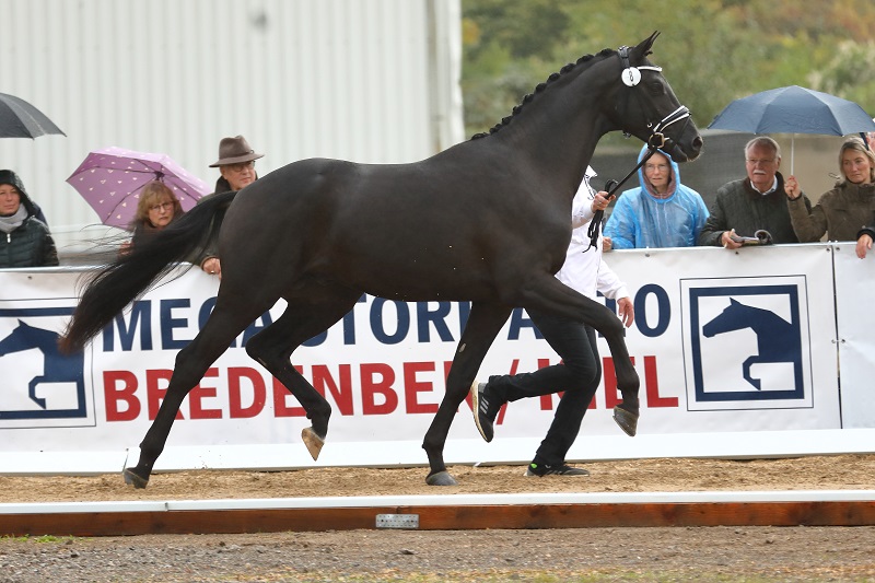 Trakehner Hengst Ezekiel, Foto: Beate Langels - Gestt Hmelschenburg