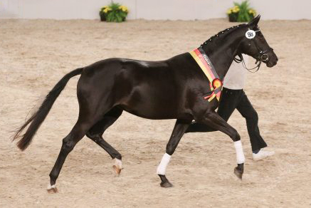 Trakehner Jahressiegerstute Emma Peel x Kentucky x Summertime,  Gestt Hmelschenburg