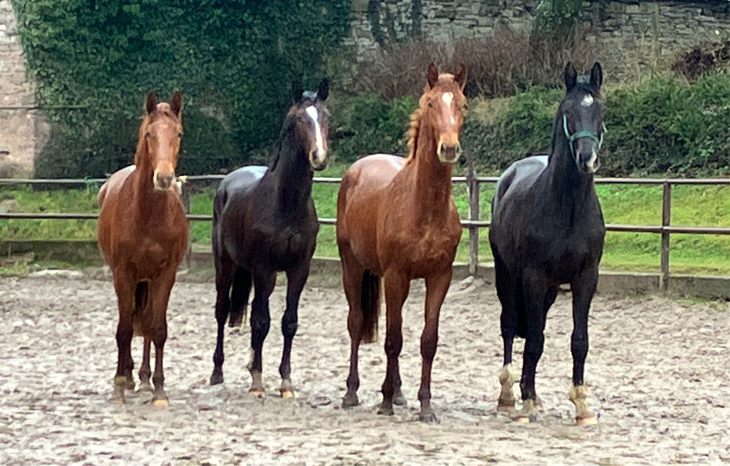 Unsere jetzt 2jhrigen Hengste - Foto: Beate Langels - 
Trakehner Gestt Hmelschenburg