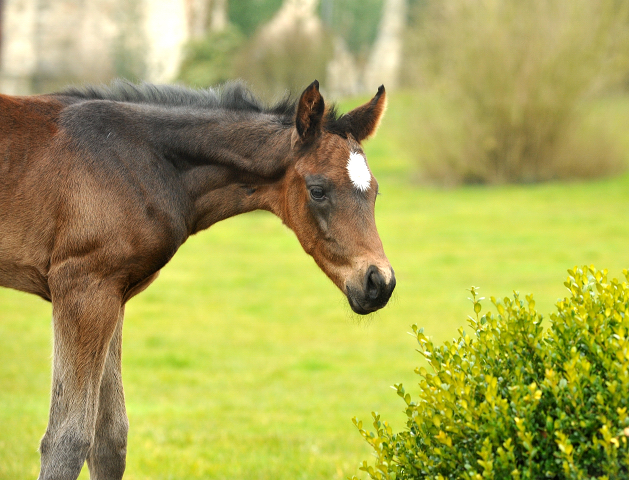 Zwei Tage alt: Valentine - Trakehner Stutfohlen von High Motion u.d. Elitestute Vicenza v. Showmaster - Foto: Beate Langels - Trakehner Gestt Hmelschenburg