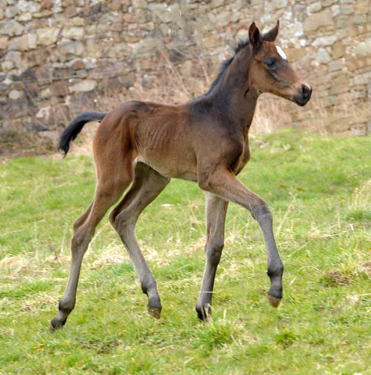 Zwei Tage alt: Valentine - Trakehner Stutfohlen von High Motion u.d. Elitestute Vicenza v. Showmaster - Foto: Beate Langels - Trakehner Gestt Hmelschenburg