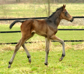 Zwei Tage alt: Valentine - Trakehner Stutfohlen von High Motion u.d. Elitestute Vicenza v. Showmaster - Foto: Beate Langels - Trakehner Gestt Hmelschenburg