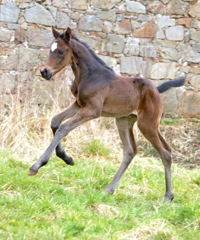 Zwei Tage alt: Valentine - Trakehner Stutfohlen von High Motion u.d. Elitestute Vicenza v. Showmaster - Foto: Beate Langels - Trakehner Gestt Hmelschenburg