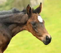 Valentine von High Motion u.d. Elitestute Vicenza v. Showmaster - Foto Beate Langels Gestt Hmelschenburg