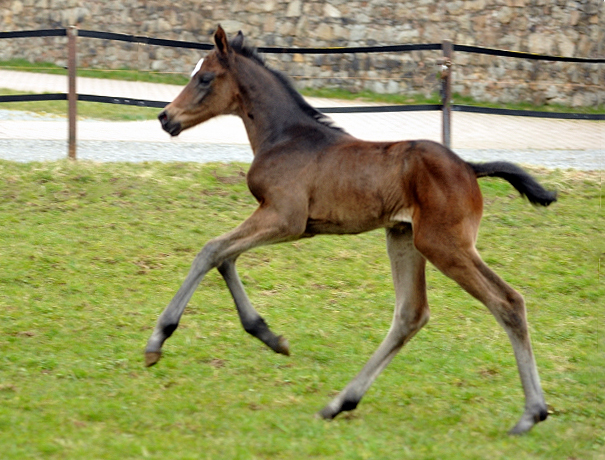 Zwei Tage alt: Valentine - Trakehner Stutfohlen von High Motion u.d. Elitestute Vicenza v. Showmaster - Foto: Beate Langels - Trakehner Gestt Hmelschenburg