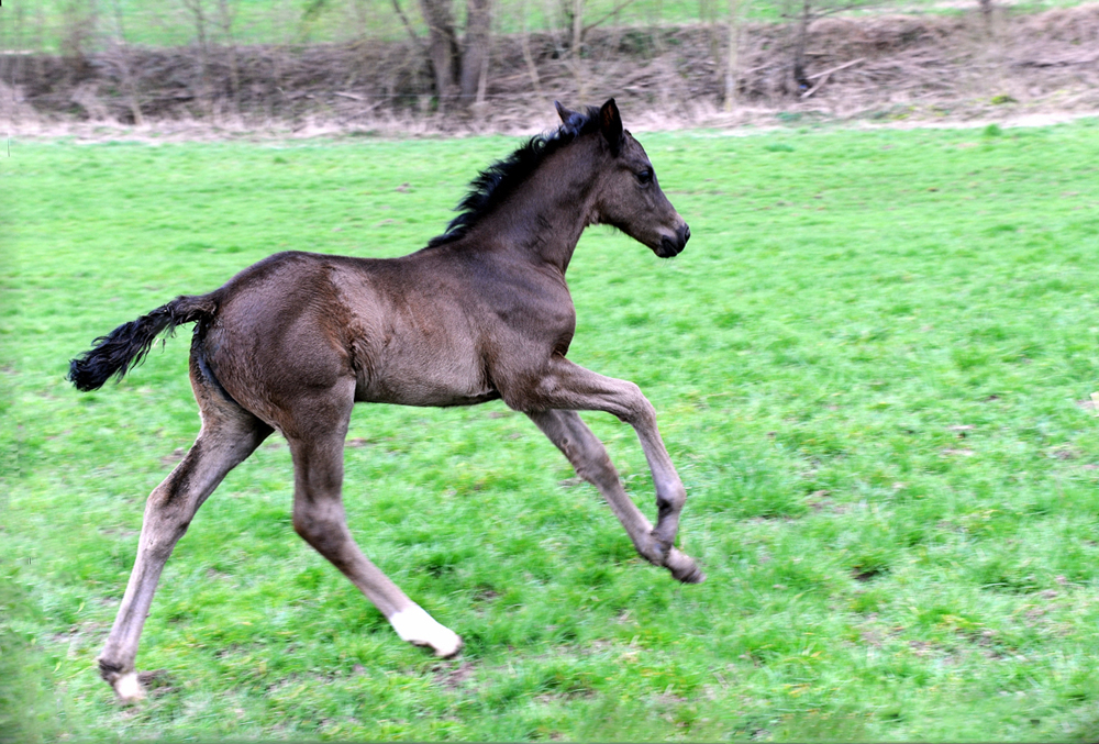 Trakehner Stutfohlen Talizia von Zauberdeyk u.d. Pr.St. Taluna v. Alter Fritz - Foto: Beate Langels - Trakehner 
Gestt Hmelschenburg