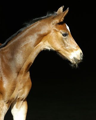 Trakehner Stutfohlen von Exclusiv u.d. Vicenza v. Showmaster, Gestt Hmelschenburg Foto: Beate Langels