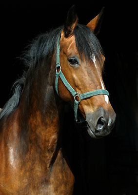 Prmienstute Kalmar von Exclusiv u.d. Pr.St. Kleo's Double v. Kostolany - Trakehner Gestt Hmelschenburg Beate Langels