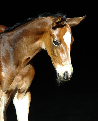 Trakehner Stutfohlen von Exclusiv u.d. Vicenza v. Showmaster, Gestt Hmelschenburg Foto: Beate Langels