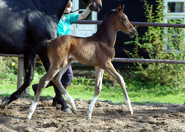 Trakehner Stutfohlen von Exclusiv u.d. Vicenza v. Showmaster, Gestt Hmelschenburg Foto: Beate Langels