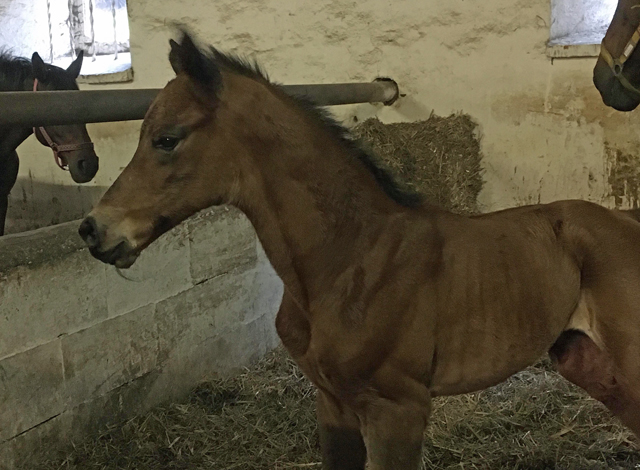 Schwalbe's Beauty - Stutfohlen von High Motion u.d. Schwalbenlicht v. Imperio - Trakehner Gestt Hmelschenburg - Beate Langels