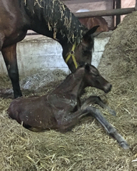 Schwalbe's Beauty - Stutfohlen von High Motion u.d. Schwalbenlicht v. Imperio - Trakehner Gestt Hmelschenburg - Beate Langels