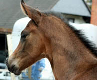 Stutfohlen von Freudenfest u.d. Sankt Helena v. Alter Fritz u.d. Elitestute Schwalbenspiel v. Exclusiv