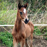 Stutfohlen von Freudenfest u.d. Sankt Helena v. Alter Fritz u.d. Elitestute Schwalbenspiel v. Exclusiv