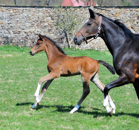 Trakehner Hengstfohlen von Glcksruf u.d. Pr.St. Gabbana v. High Motion - Alter Fritz  - Gestt Hmelschenburg - Beate Langels