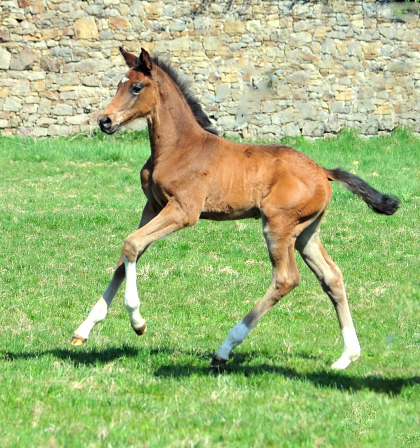 Trakehner Hengstfohlen von Glcksruf u.d. Pr.St. Gabbana v. High Motion - Alter Fritz  - Gestt Hmelschenburg - Beate Langels