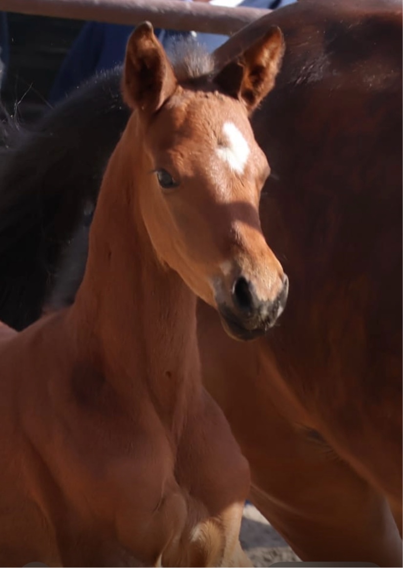 11. April 2026 Schwalbe's Helena v. High Motion u.d. Schwalbenlicht v. Imperio - Gest�t H�melschenburg - Beate Langels  - Foto S. Beyer